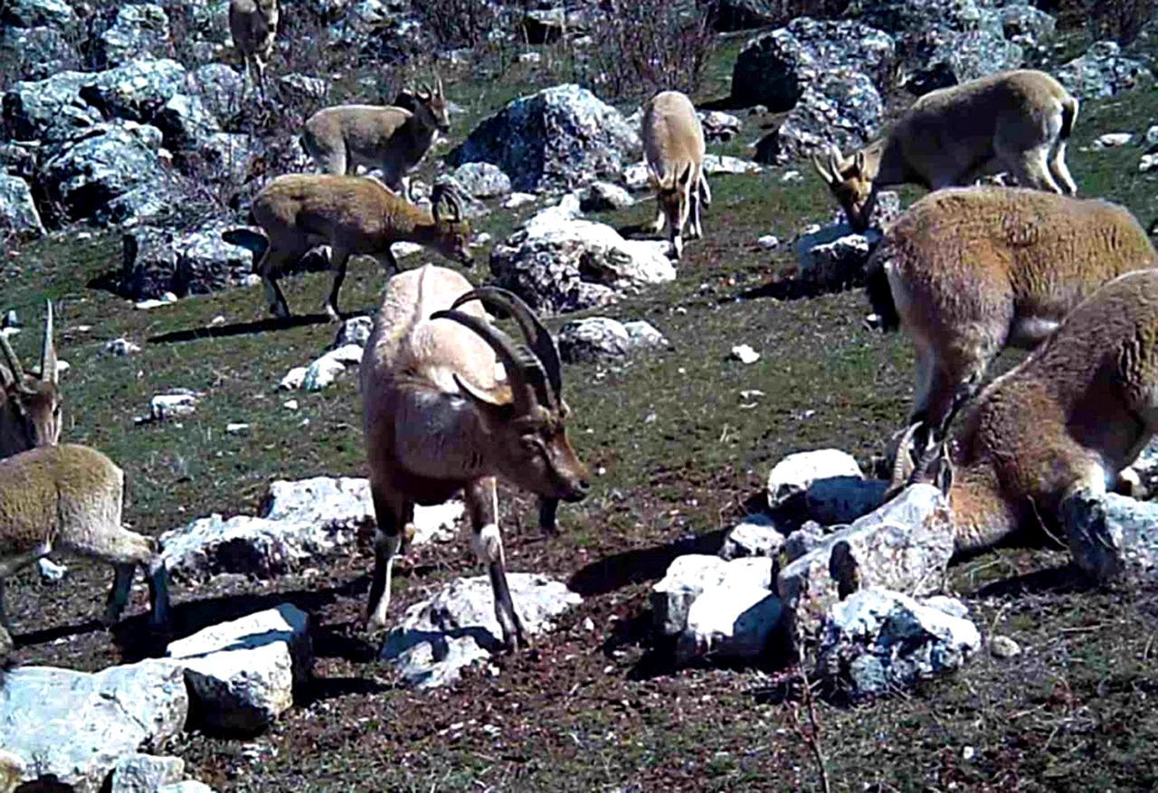 Yaban keçisi sürüsü fotokapanla görüntülendi
