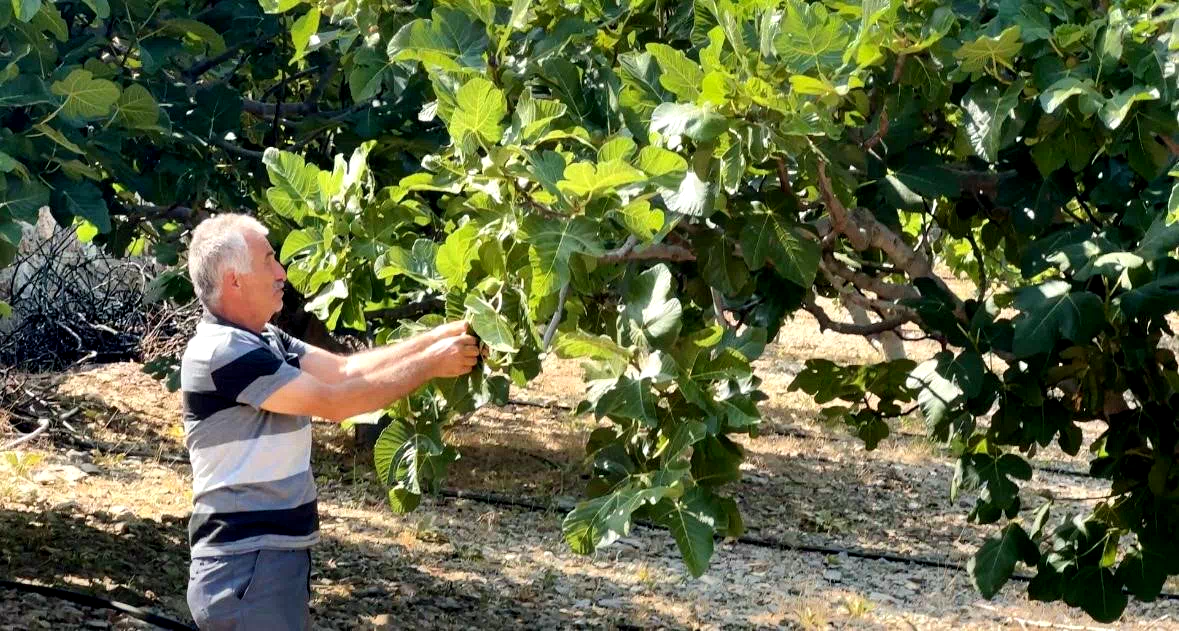 Yağmur, dolu ve sıcaklık siyah incirde rekolte kaybına neden oldu