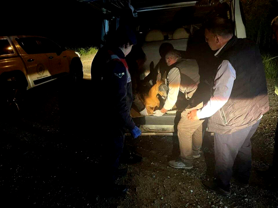 Yaralı karacayı jandarma koruma altına aldı