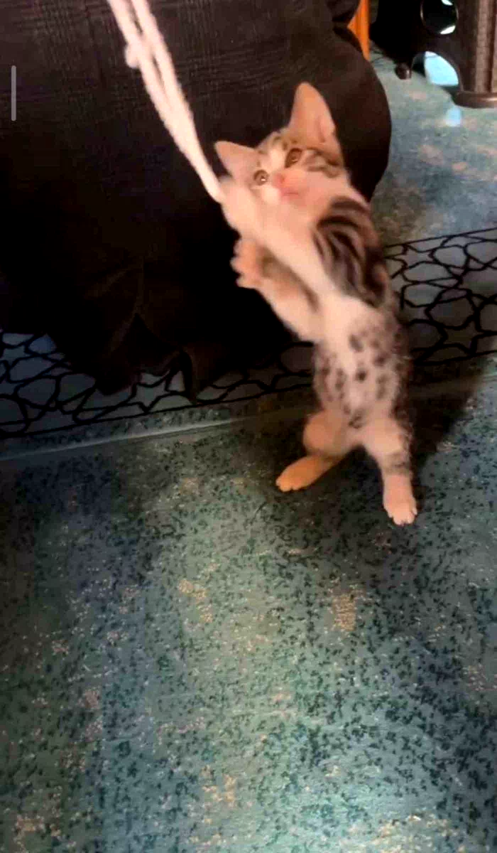 Yavru kedi camide vaaz sırasında cemaatle ve tesbihle oynadı