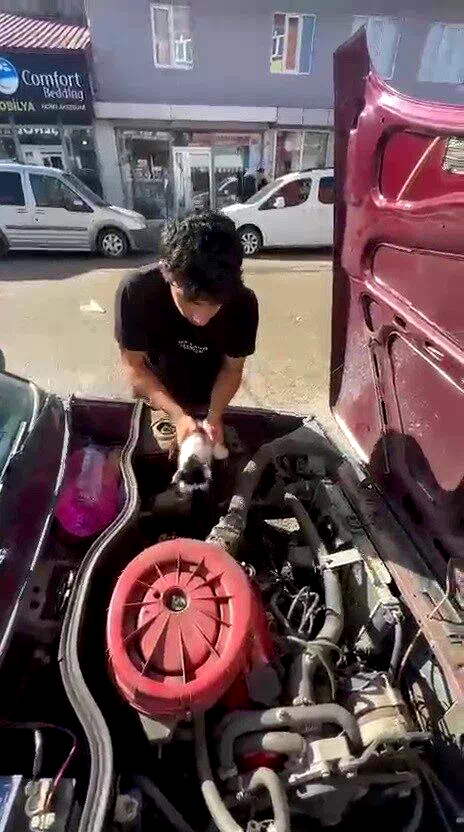 Yavru kedi otomobilin motor bölümünde sıkıştı