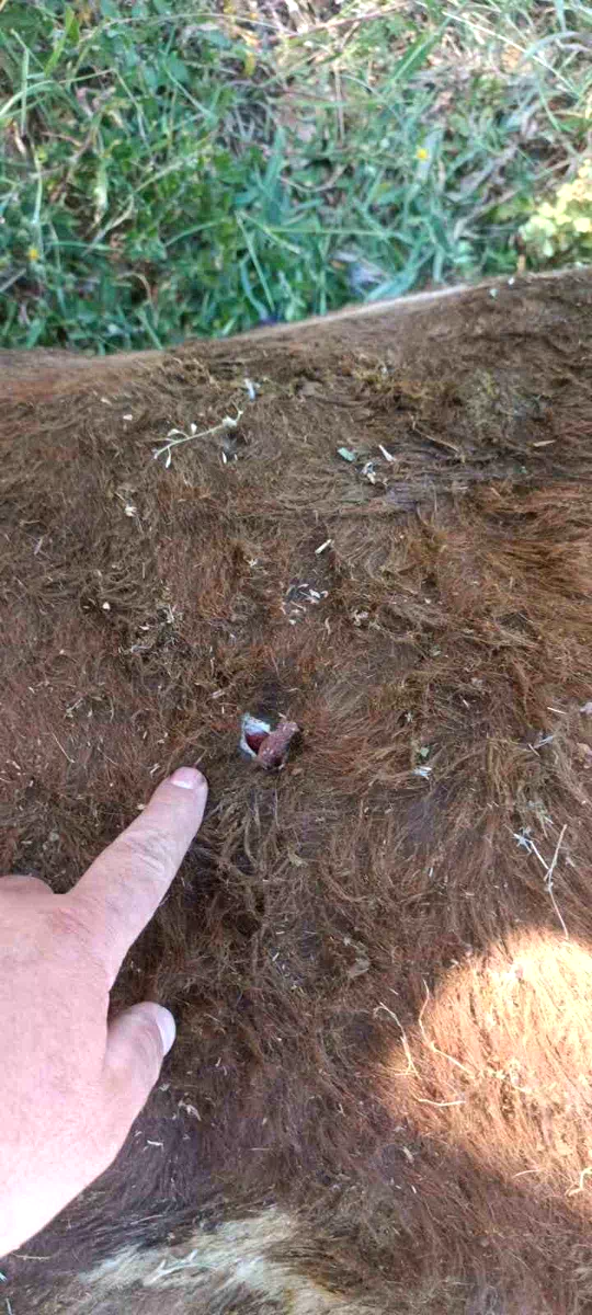 Yayla kavgası: 1 yaralı