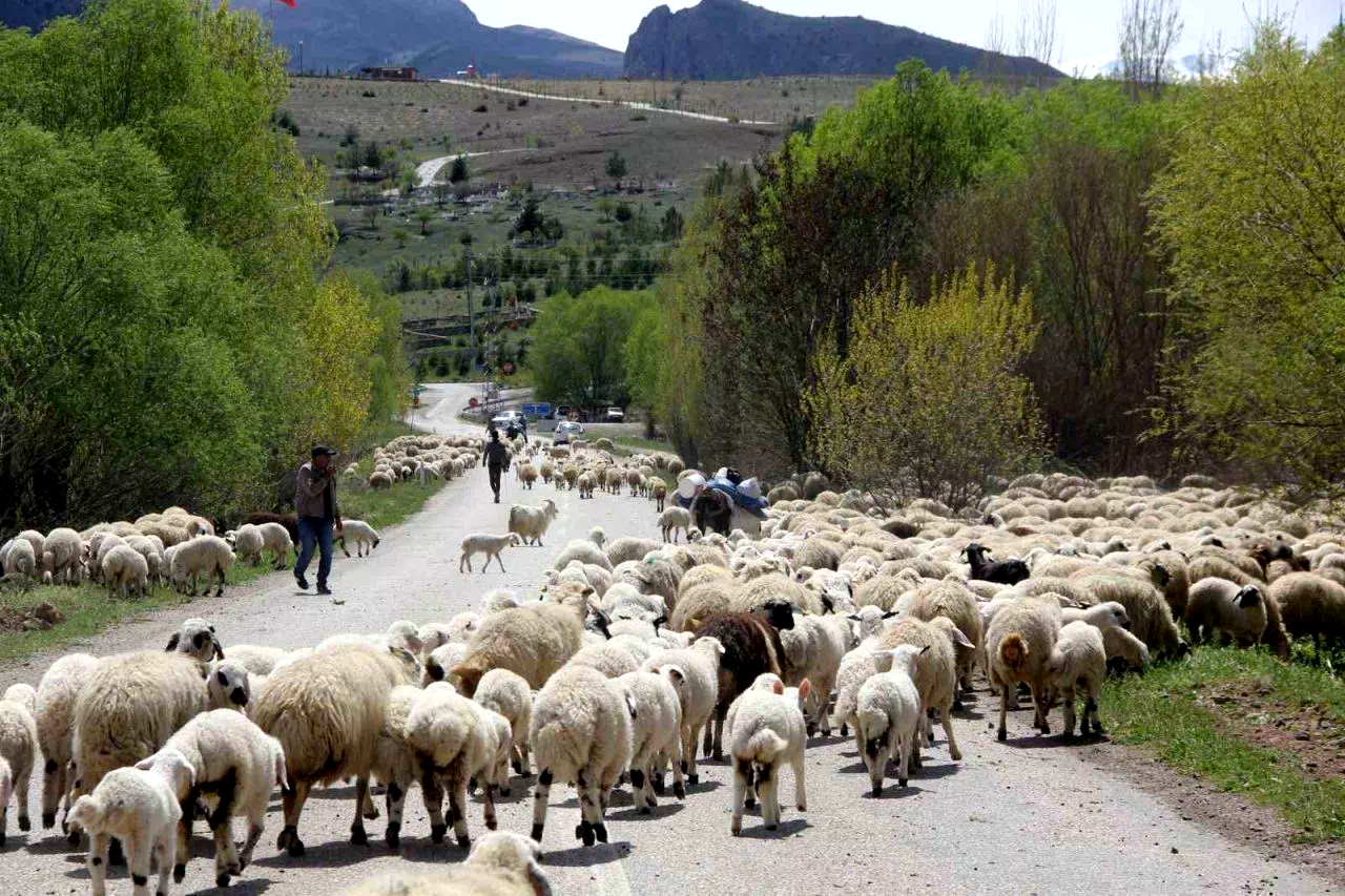 Yayla mesaisini tamamlayan Doğu Anadolu’daki göçerler dönüş yolunda