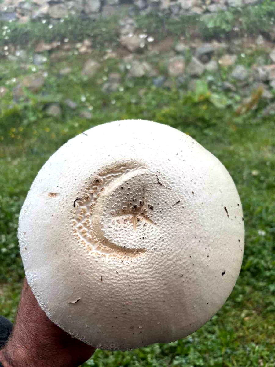 Yayladaki ay yıldızlı mantar görenleri şaşırttı
