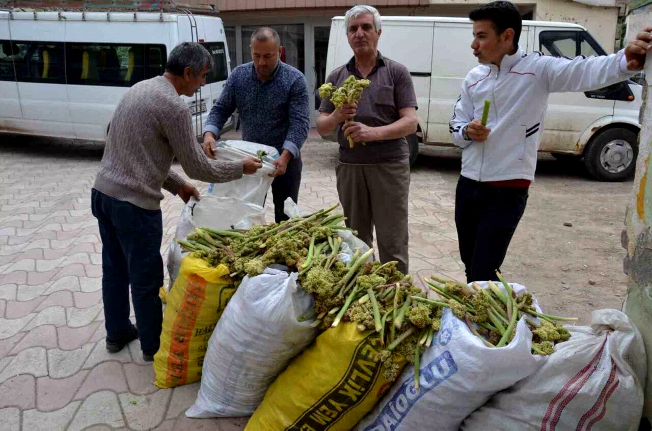 Yaylalardan toplandı, tezgâhlarda satışa sunuldu
