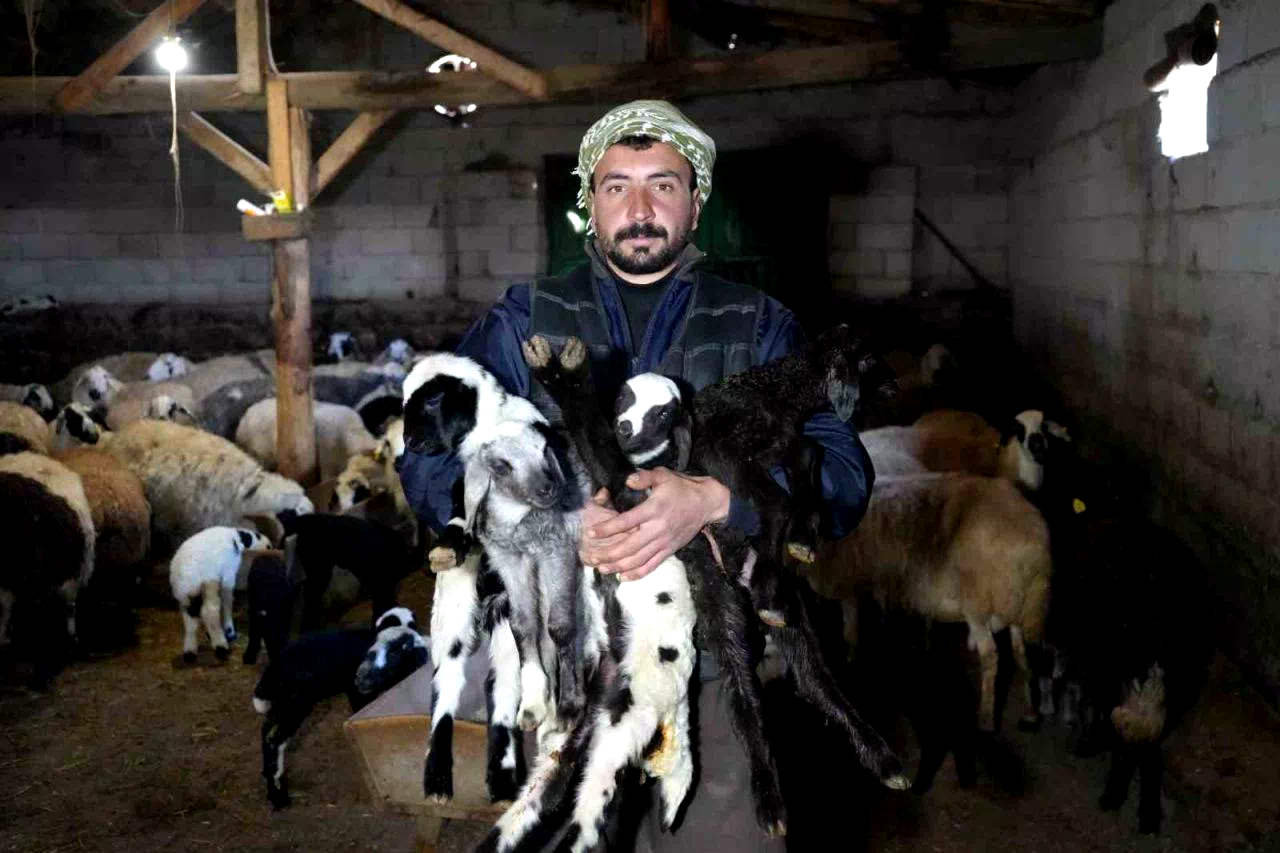 Yeni doğan kuzularla birlikte Erzincanlı besicilerde tatlı bir telaş yaşanıyor