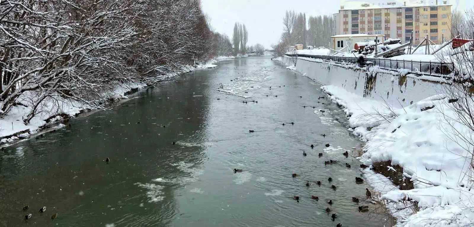 Yeşilbaşlı Ördekler, Kış Mevsiminde Çoruh Nehri’nde Mesken Tuttu