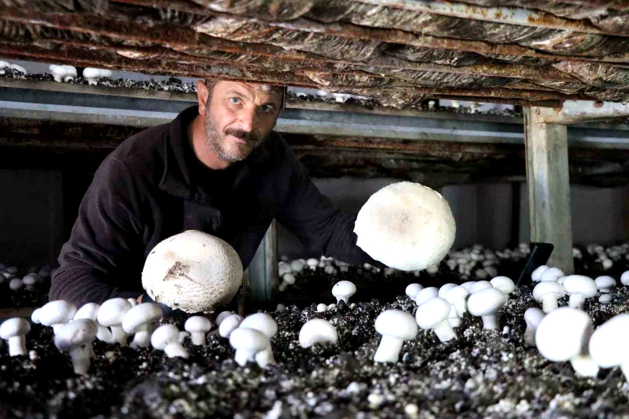 Yılın son mantar hasadı başladı