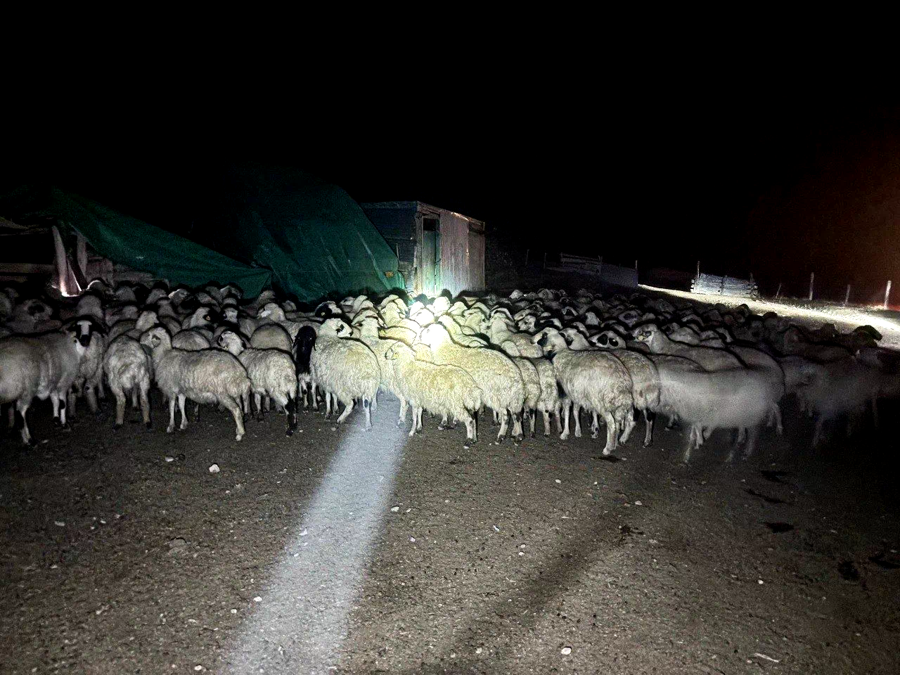 Yoğun siste kaybolan 200 koyun drone destekli aramayla bulundu