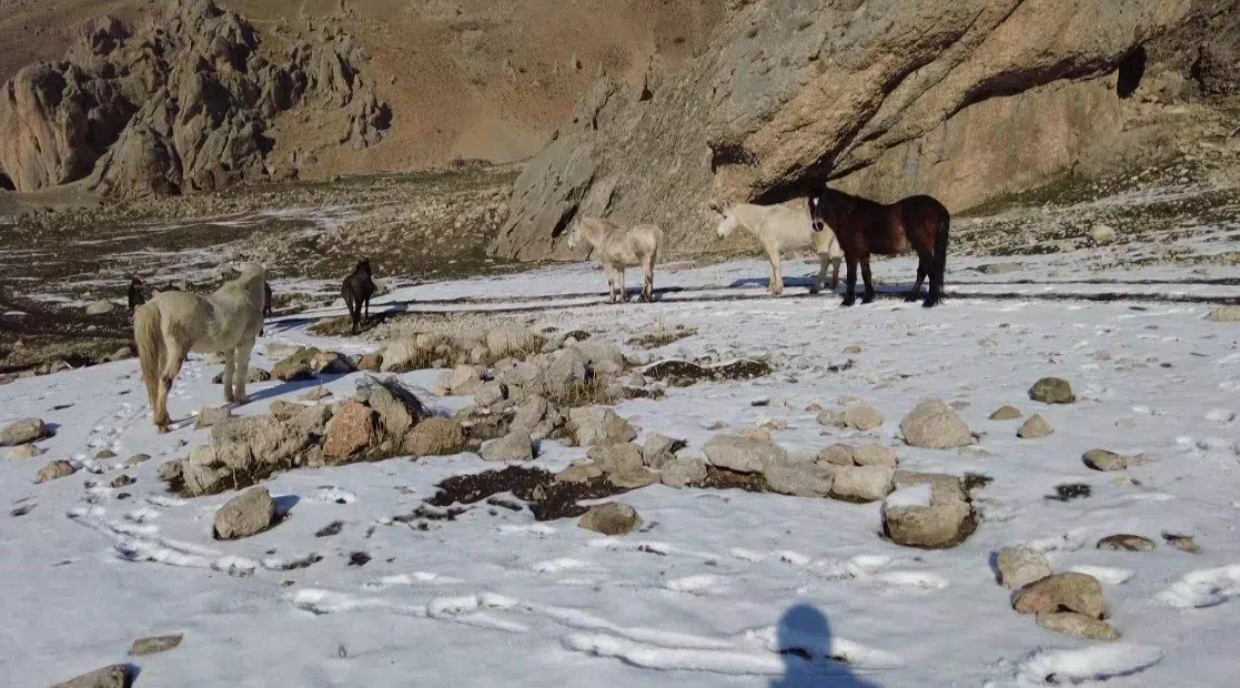 Yüksek rakımlı Munzur Dağları’nda özgürce dolaşan yılkı atları fotoğraflandı.