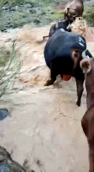 Yusufeli’nde taşan dereden geçen büyükbaş hayvanlar kamerada