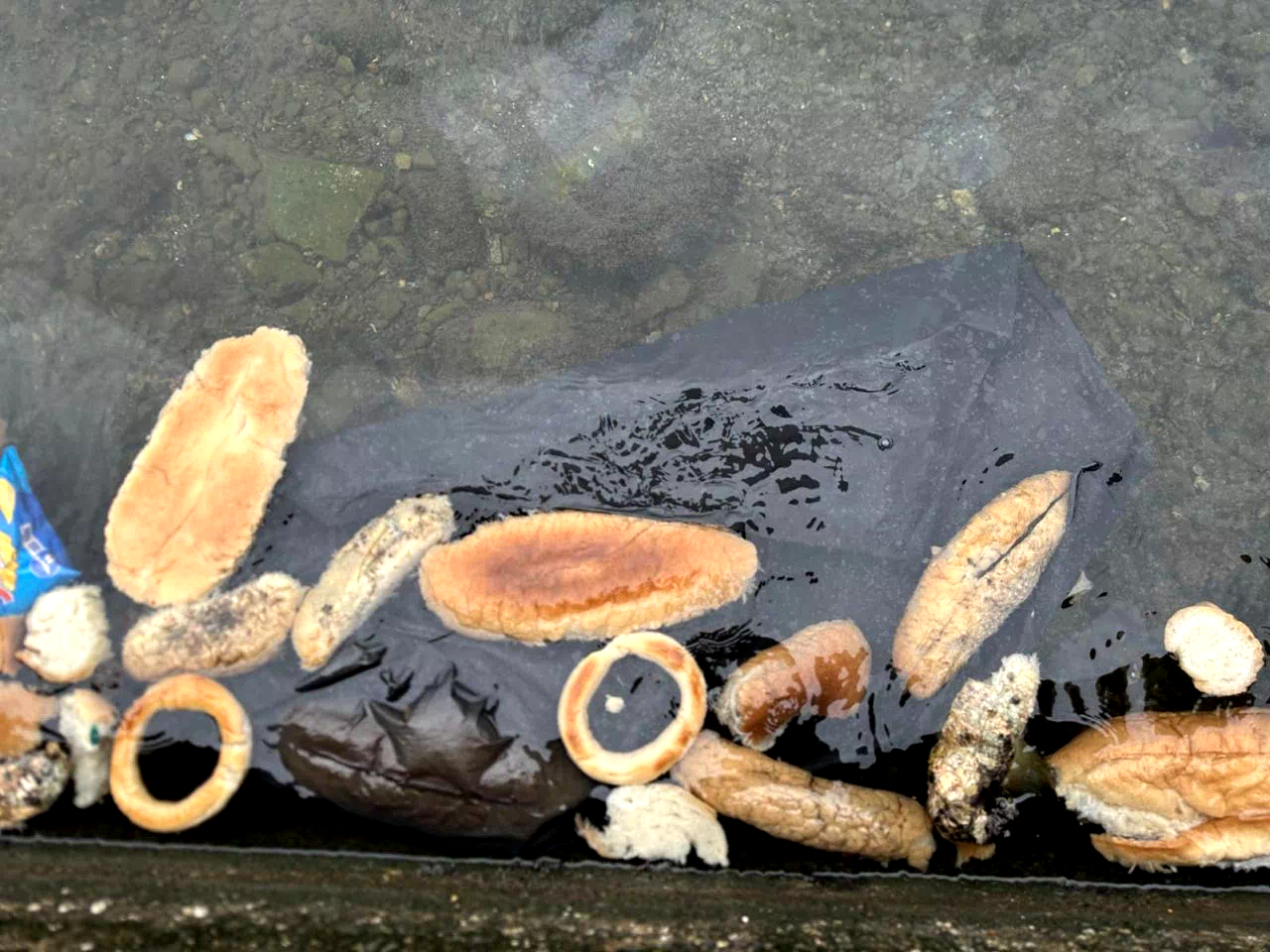 Yüzlerce ekmek, simit ve mısır ekmeğini denize döktüler