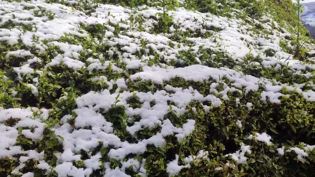 Zirai don çayı da vurdu