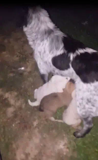 Zonguldak’ın Çaycuma ilçesinde dereye düşen yavru köpek itfaiye ekipleri tarafından kurtarıldı.