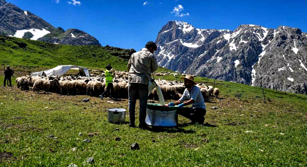 Zorlu yayla şartlarında tescilli lezzet üretiliyor