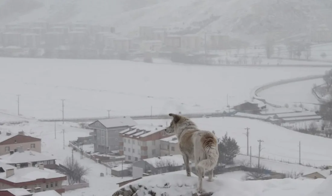 Meteoroloji Bayburt için kar