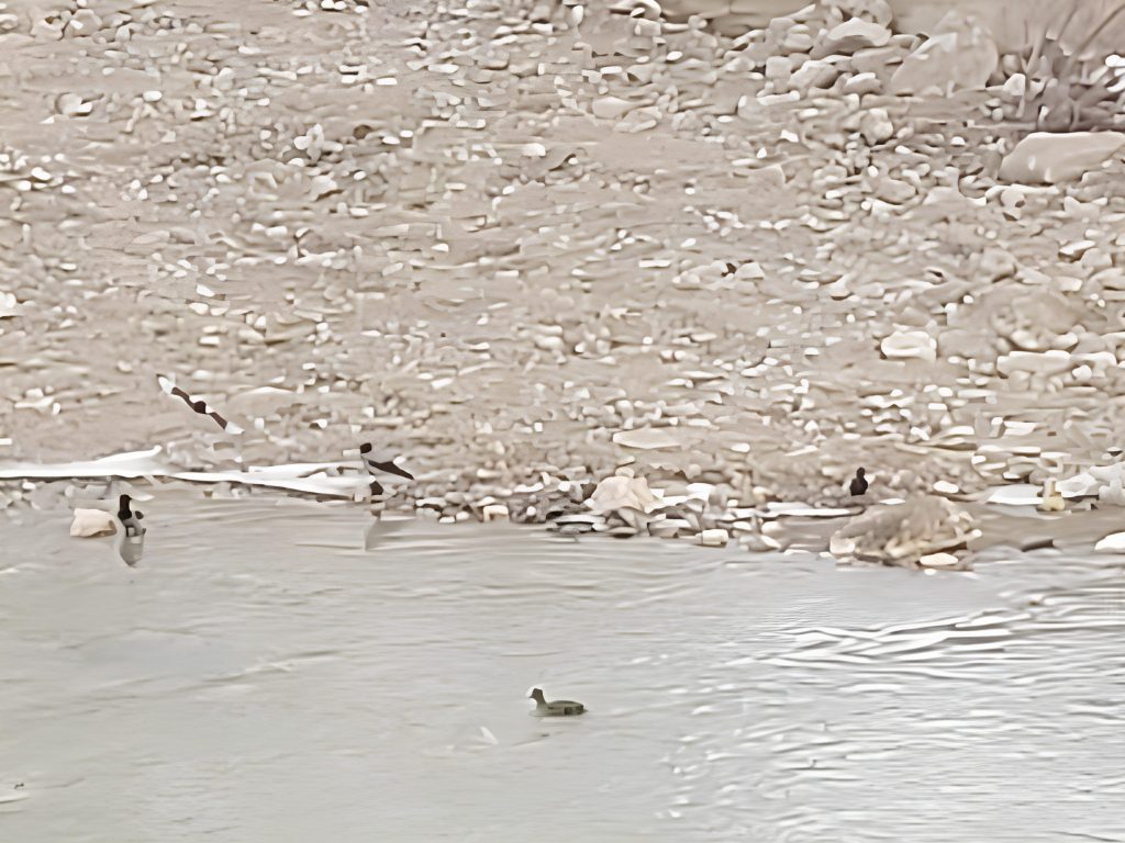 Bayburt’ta Donmuş Çoruh Nehri’nin Keyfini Kargalar Çıkarıyor