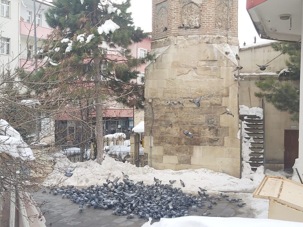 Bayburt Ulu Camii'nin Kuş Misafirleri: Tarihi Bahçesinde Yoğun Kuş Hareketliliği