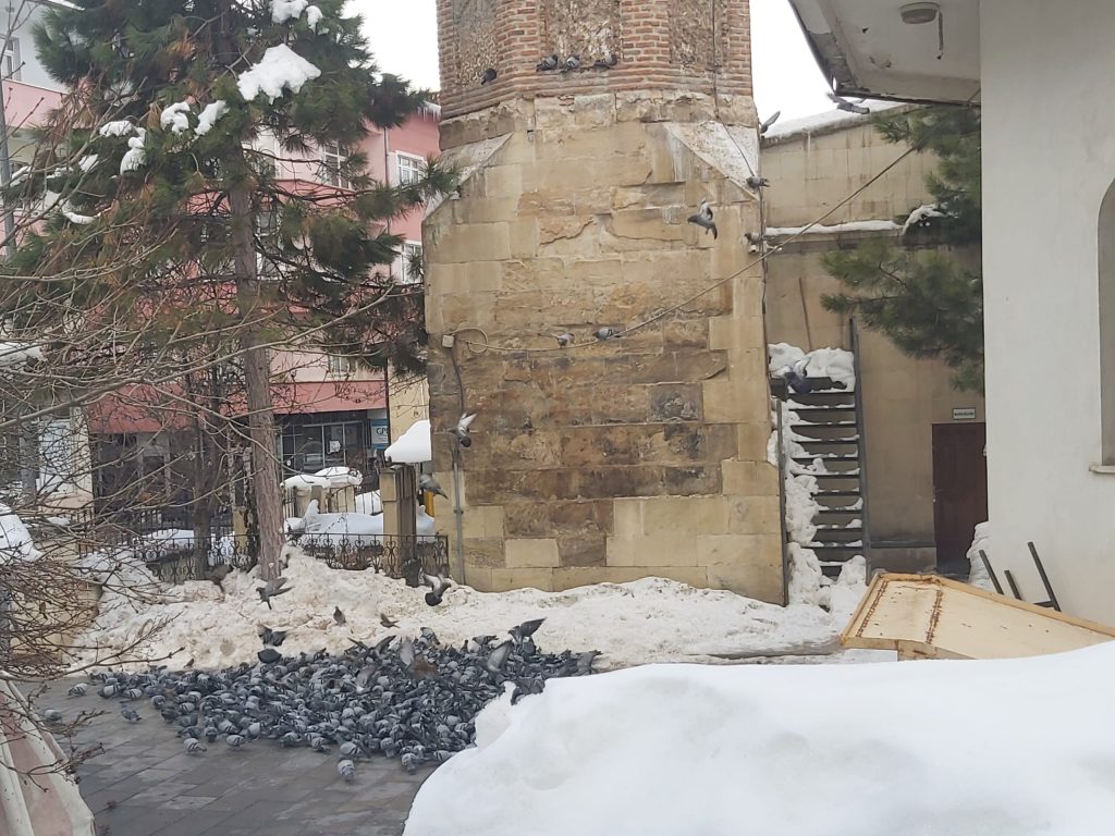 Bayburt Ulu Camii'nin Kuş Misafirleri: Tarihi Bahçesinde Yoğun Kuş Hareketliliği