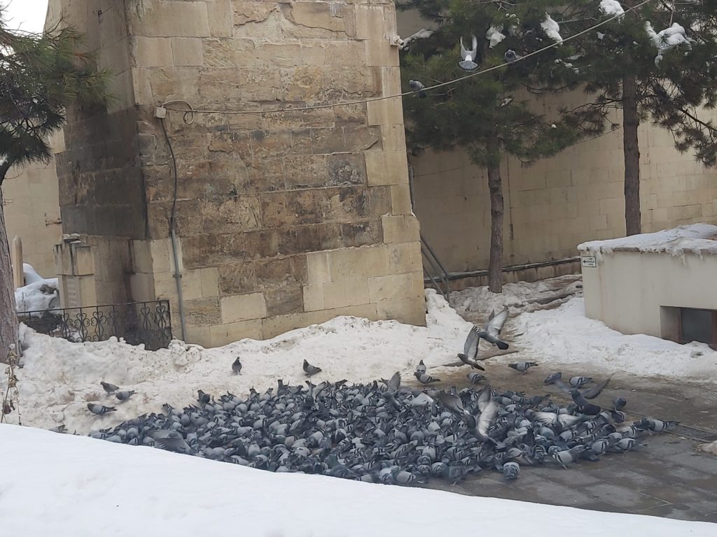 Bayburt Ulu Camii'nin Kuş Misafirleri: Tarihi Bahçesinde Yoğun Kuş Hareketliliği