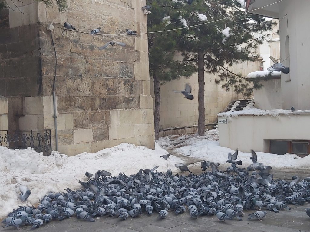 Bayburt Ulu Camii'nin Kuş Misafirleri: Tarihi Bahçesinde Yoğun Kuş Hareketliliği