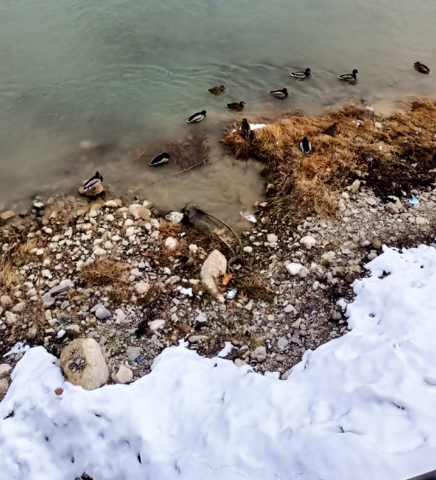 Bayburt Çoruh Nehri’nde Ördekler Neşeli Anlar Yaşatıyor