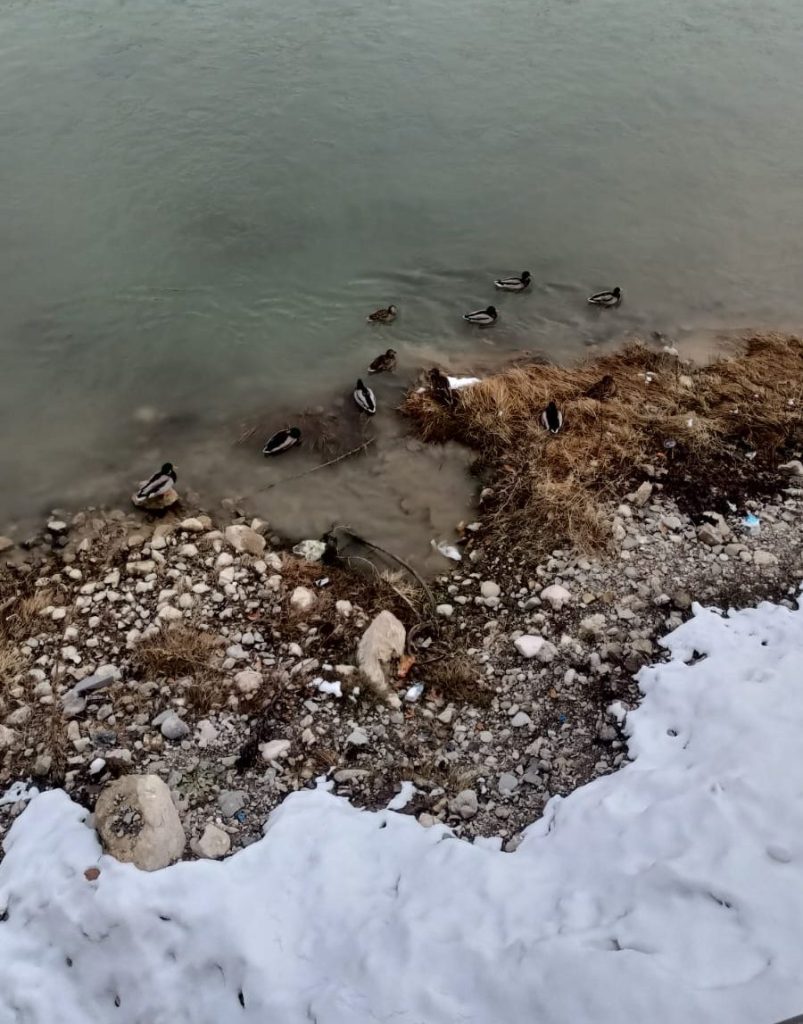 Bayburt Çoruh Nehri'nde Ördekler Neşeli Anlar Yaşatıyor