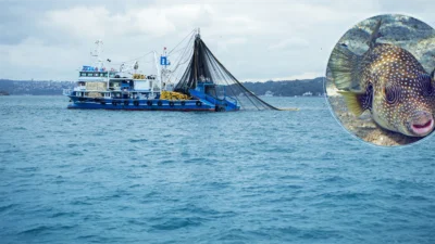 Tarım ve Orman Bakanlığının 2020 yılında başlattığı istilacı bir tür