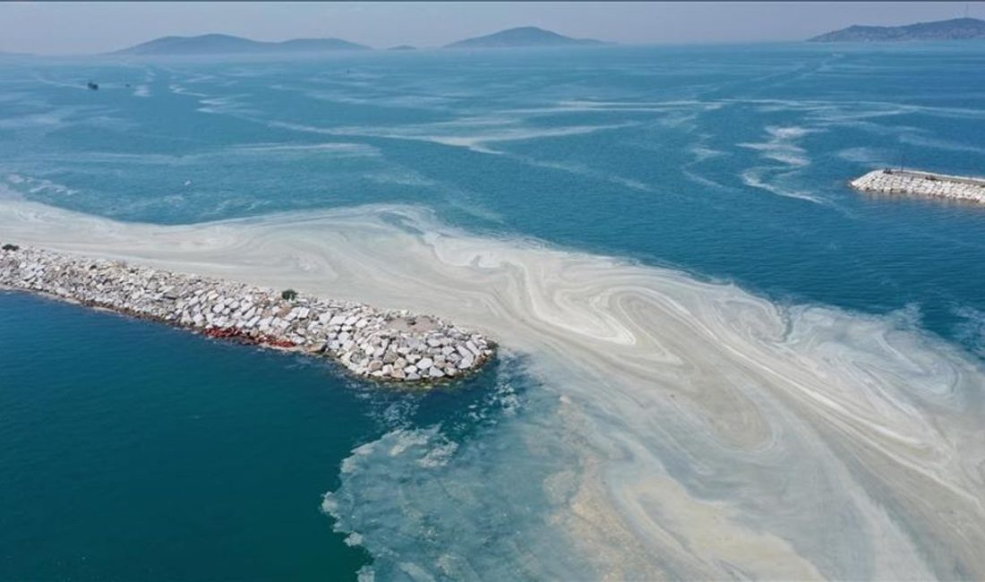 Marmara Denizi'ndeki kirliliği azaltmak amacıyla başlatılan "yüzer bitki adaları" projesi,