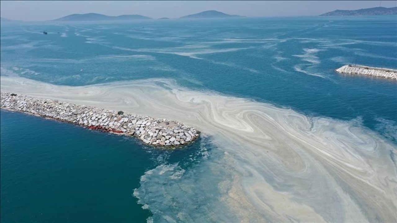 Marmara Denizi'ndeki kirliliği azaltmak amacıyla başlatılan "yüzer bitki adaları" projesi,