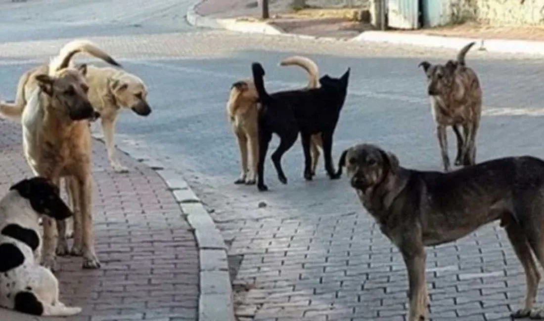 Ankara’nın Altındağ ilçesinde, 6 yaşındaki Fatma Elmuhammed’in cansız bedeni metruk