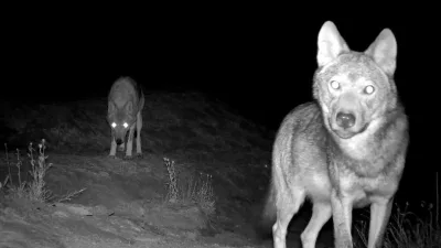 Erzincan’ın Kemah ve Tercan ilçelerinde aç kalan kurtlar köye inmeye