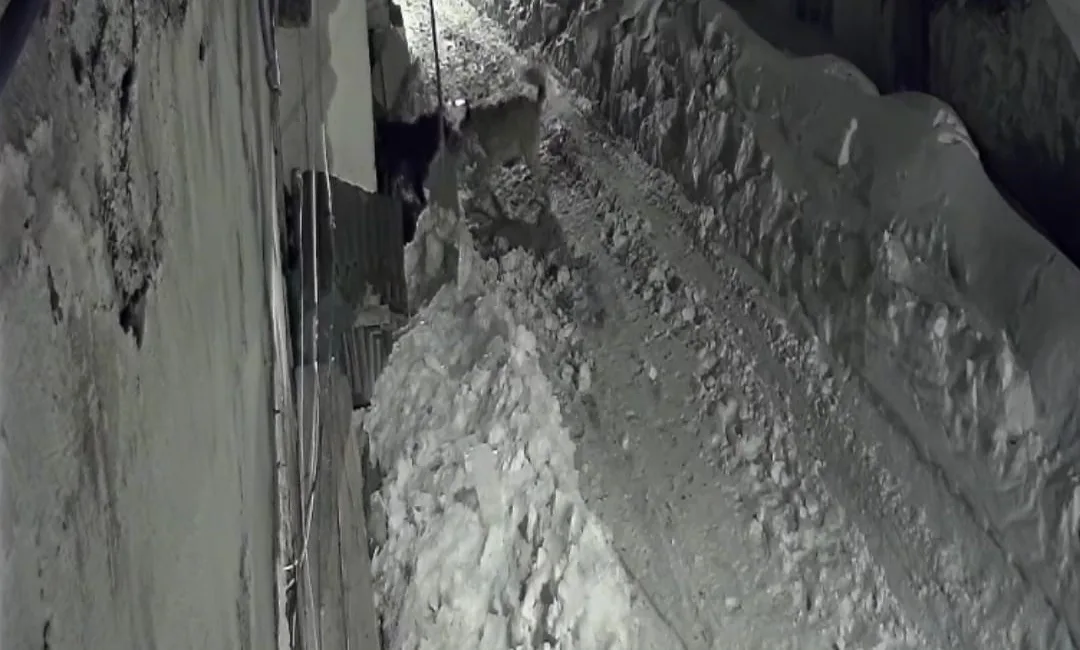 Ardahan'da aç kalan kurtlar, yerleşim yerlerine inerek köpeklere saldırıyor. Çataldere