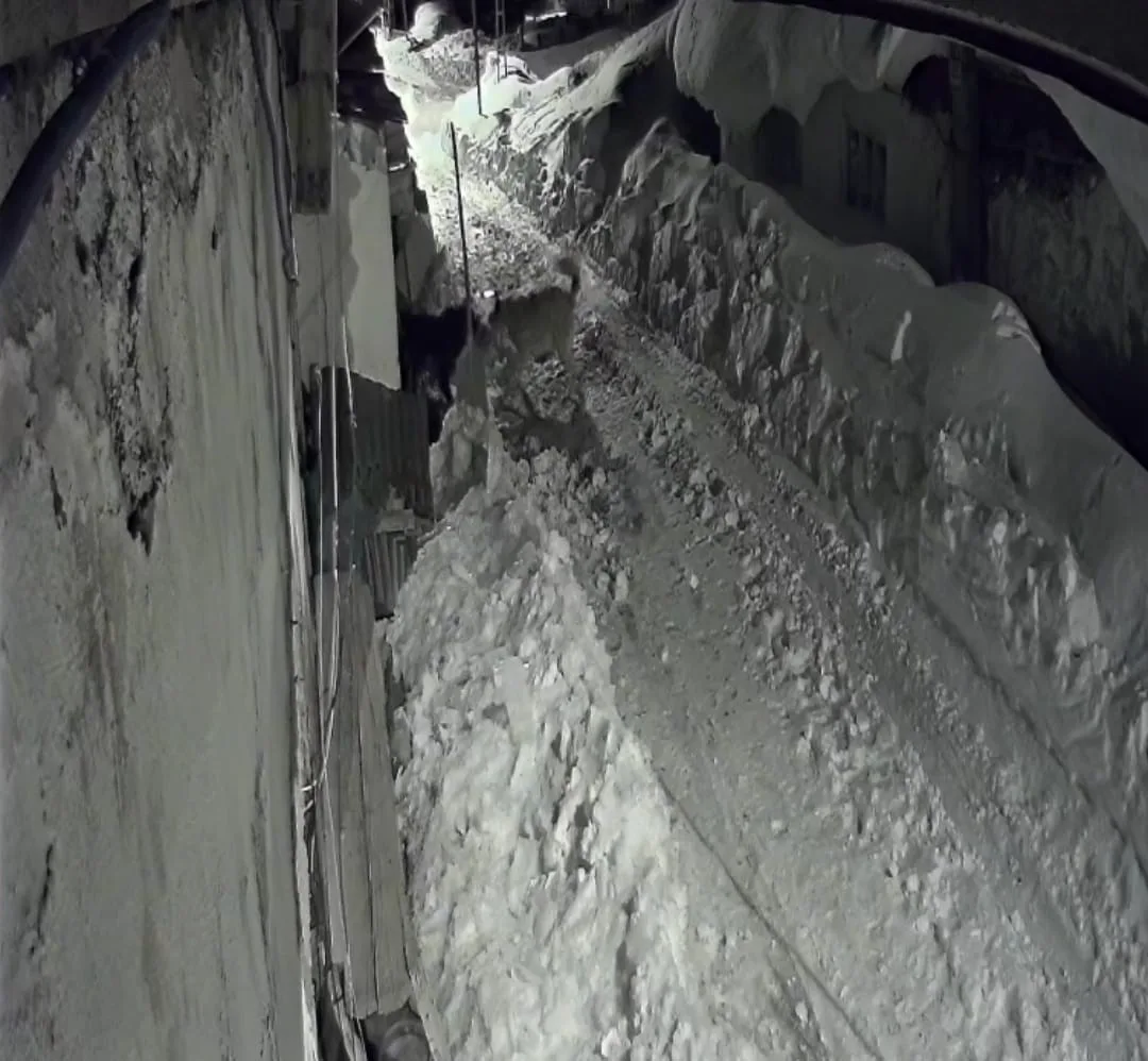 Ardahan'da aç kalan kurtlar, yerleşim yerlerine inerek köpeklere saldırıyor. Çataldere