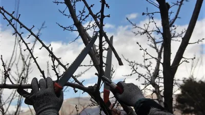 Erzincan İl Tarım ve Orman Müdürlüğü, meyve ağaçlarının doğru budanmasıyla