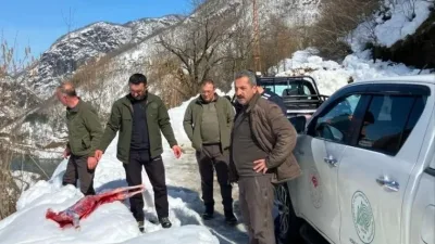 Artvin'in koruma altındaki karacayı avlayarak soyan kaçak avcılar, ekipler tarafından