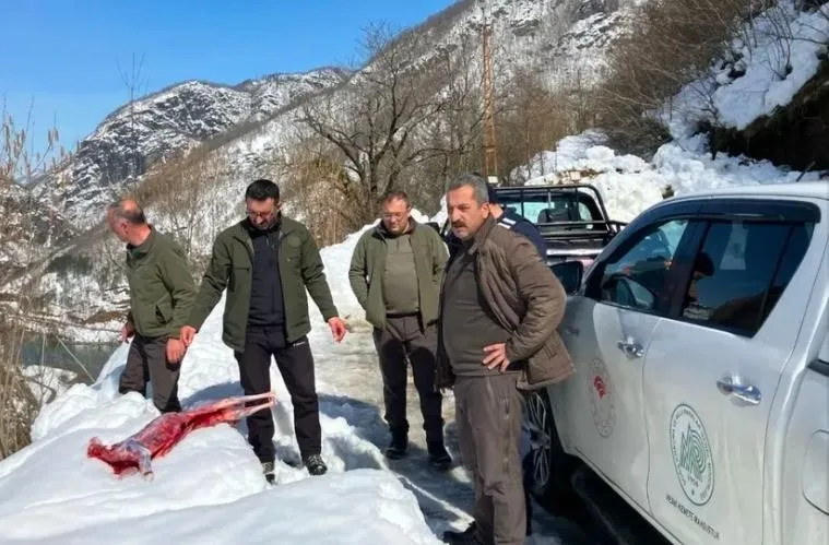 Artvin'in koruma altındaki karacayı avlayarak soyan kaçak avcılar, ekipler tarafından