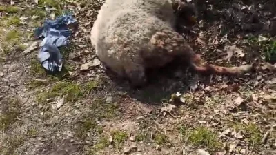 Sakarya'nın Karapürçek ilçesinde köpek sürüsü, ormanda koyunu boğarak telef ederken
