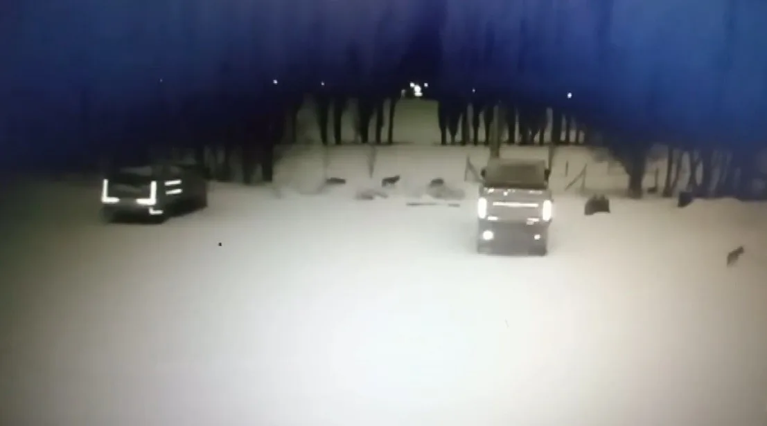 Bayburt'un Arpalı Beldesinde aç kurtlar köpeğe saldırarak öldürdü. Güvenlik kamerası