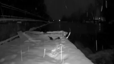 Bayburt'ta nesli tükenme tehlikesi altındaki su samurları, soğuk kış günlerinde