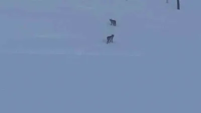 Bayburt'ta nadir görülen vaşaklar, şehir merkezinde ve köylerde sık sık