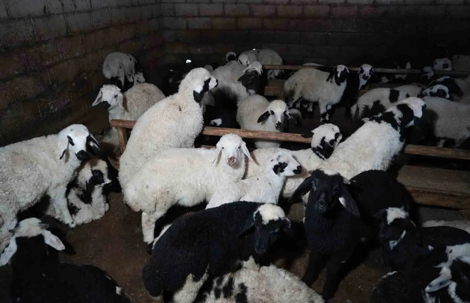 Erzincan'da yaşanan yoğun kar yağışı ve tipinin ardından çiftçilere nakdi