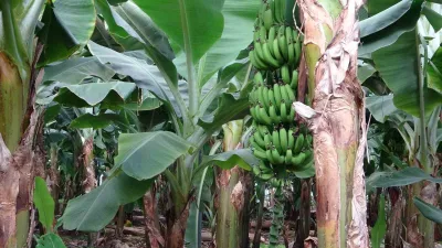 Çukurova'da tropikal ürün yetiştiriciliği hızla yaygınlaşıyor. Bu durum, ekonomiye ve