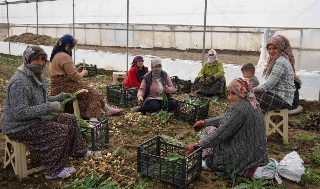 Iğdır'ın verimli toprakları ve ikliminden faydalanan çiftçiler, seralarda yeşil soğan