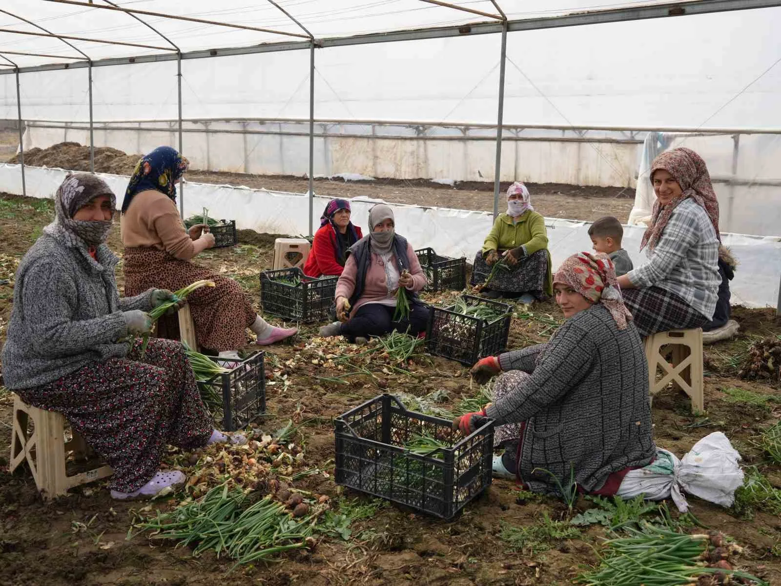 Iğdır'ın verimli toprakları ve ikliminden faydalanan çiftçiler, seralarda yeşil soğan