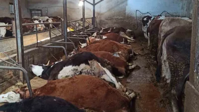 Bayburt'ta elektrik kaçağı sonucu Tevfik Özer'e ait ahırda bulunan 11