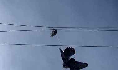 Hanak ilçesindeki yüksek gerilim elektrik hattına takılan güvercin, Aras EDAŞ