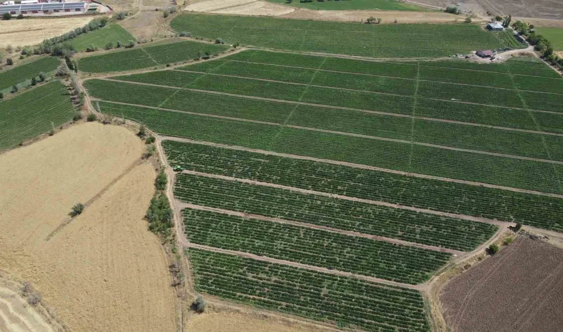 Erzincan Tarım ve Orman İl Müdürlüğü tarafından yürütülen projede, çiftçilere