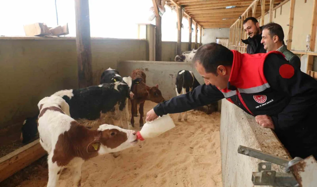 Erzincan'da büyükbaş hayvancılık yapan Taha Yasin Mutlu'ya ait işletme, arilik