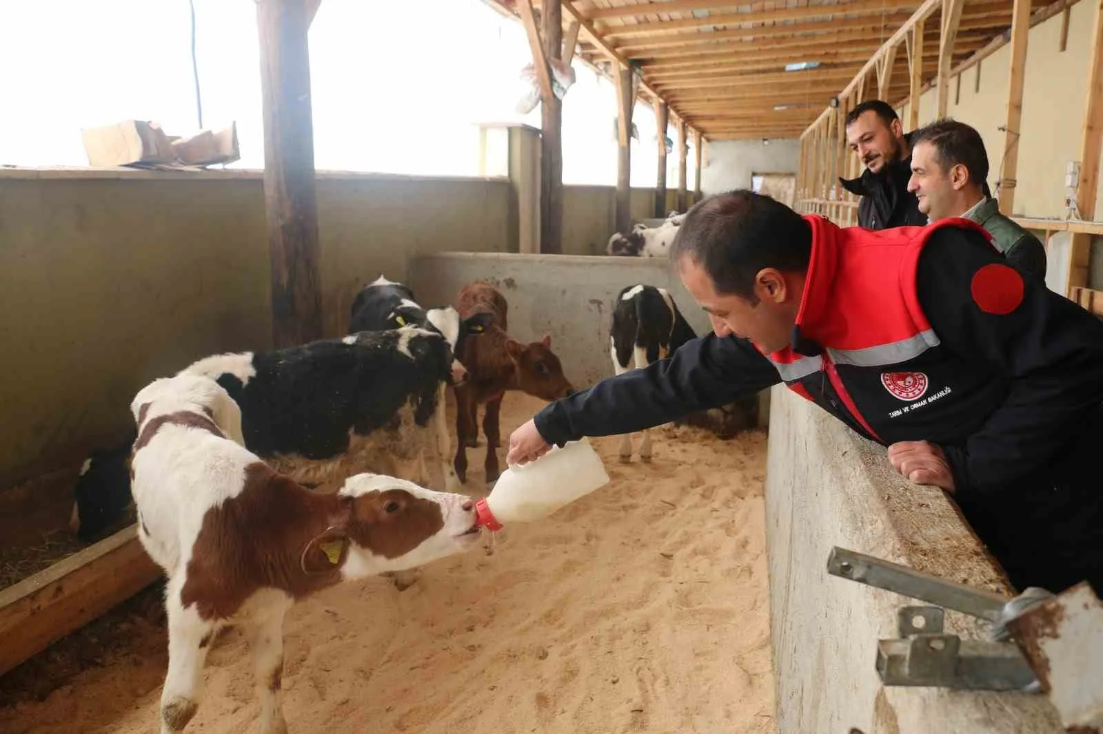 Erzincan'da büyükbaş hayvancılık yapan Taha Yasin Mutlu'ya ait işletme, arilik